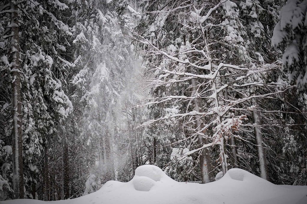 Wind weht Schnee von den Bäumen. Foto: Oliver Abraham