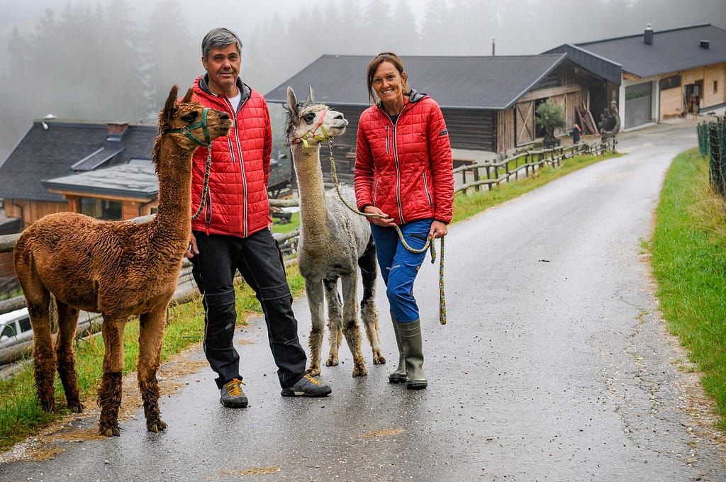 Bernhard Maurer und Ingrid Püls (55) holen zwei Alpakas, Eric und Bruno, von der Weide. Mit ein paar Leckerli werden die Tiere zum Spaziergang überredet. Foto: Oliver Abraham