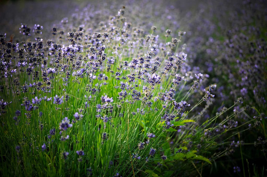 Lavendel zur Gewinnung ätherischer Öle – „Petite Provence“ im Lipper Land. Seit mehr als zehn Jahren baut das Lipper Unternehmen „taoasis“ um Unternehmensgründer Axel Meyer diese Pflanze hier an. Foto: Oliver Abraham