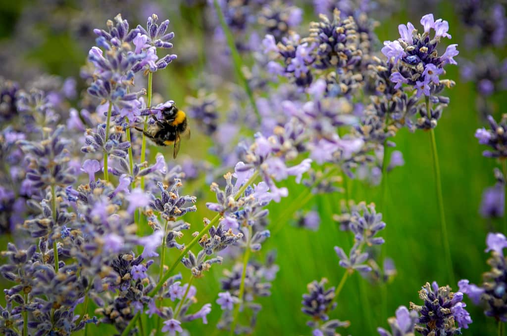 Der Duft nach sinnlich Betörendem - Lavendel. Foto: Oliver Abraham