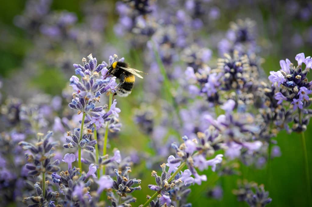 Hummeln summen zwischen den Lavendel Blüten. Foto: Oliver Abraham