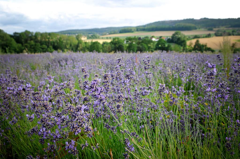 Petite Provence  im Lipper Land dank Lavendel. Foto: Oliver Abraham