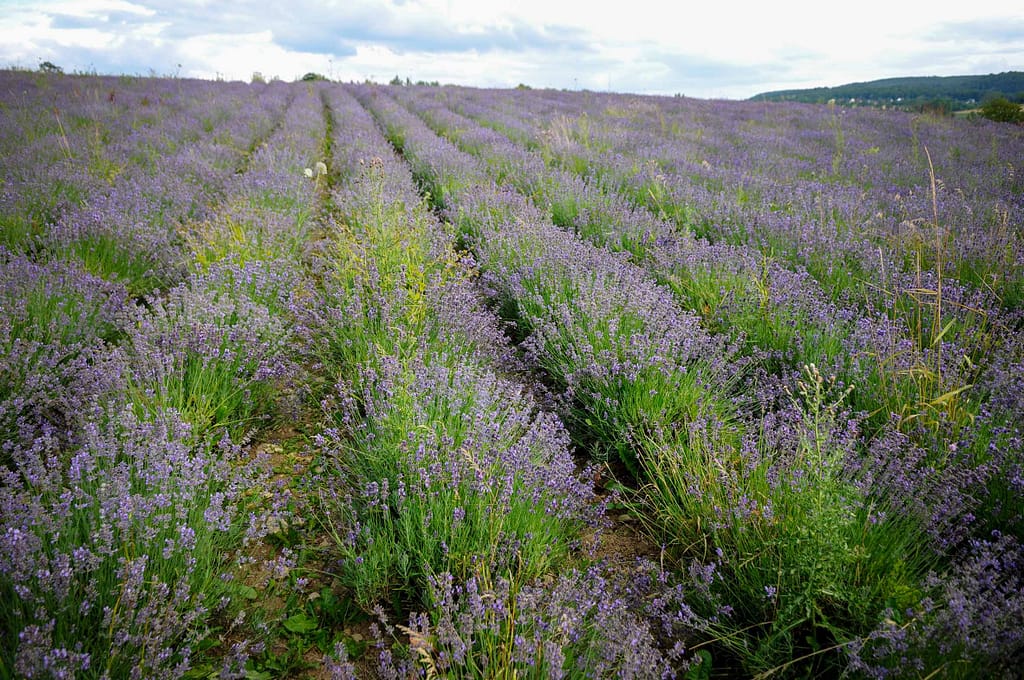 Lavendel Blüten im Lipper Land. Foto: Oliver Abraham