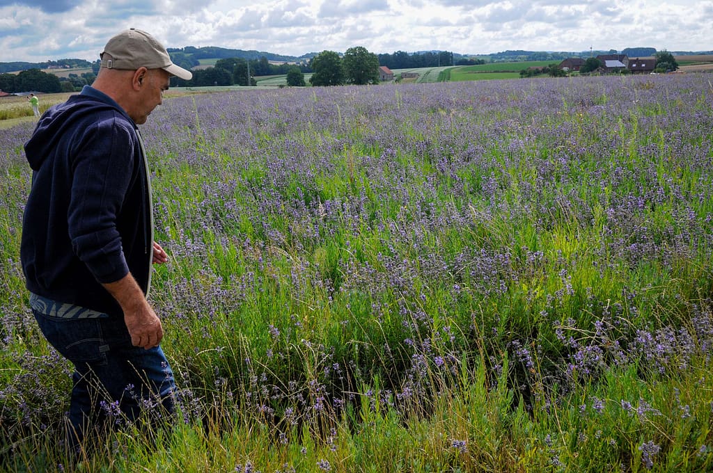 Petite Provence im Lipper Land dank Lavendel. Foto: Oliver Abraham