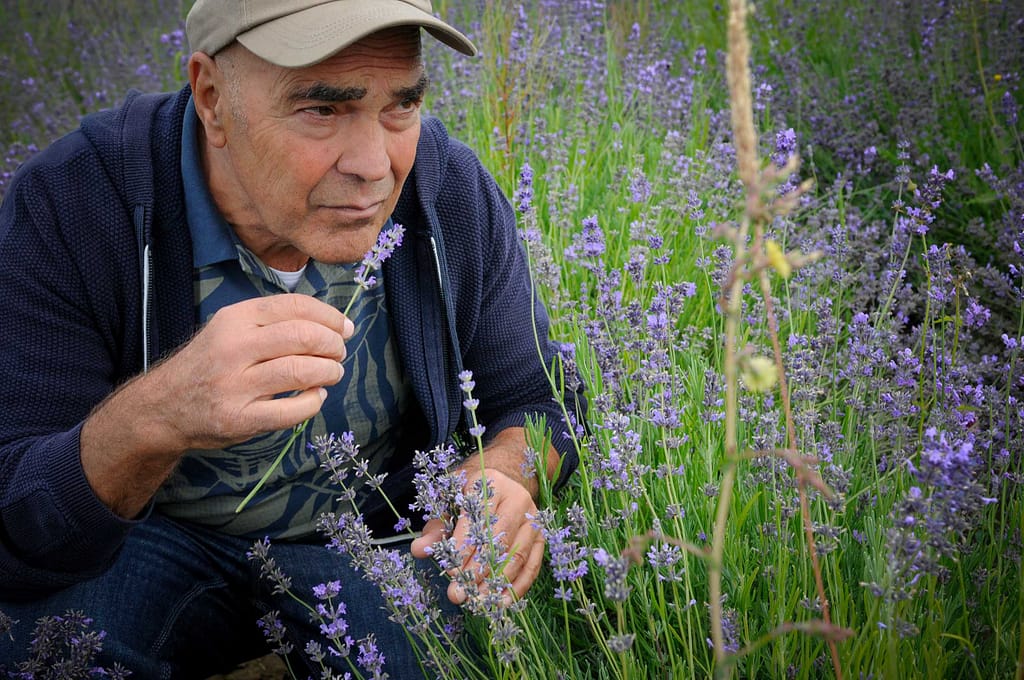 Axel Meyer nimmt Lavendel in die Hand, riecht. Seit mehr als zehn Jahren baut das Lipper Unternehmen „taoasis“ Lavendel an. Foto: Oliver Abraham