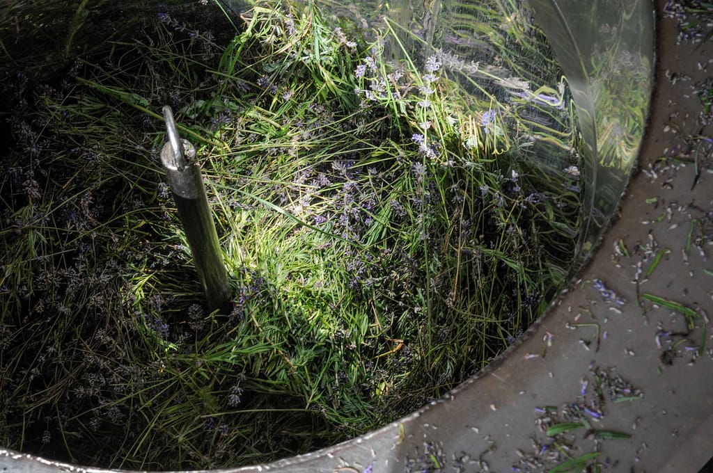 Lavendel zur Gewinnung ätherischer Öle – „Petite Provence“ im Lipper Land. Seit mehr als zehn Jahren baut das Lipper Unternehmen „taoasis“ um Unternehmensgründer Axel Meyer diese Pflanze hier an. Foto: Oliver Abraham