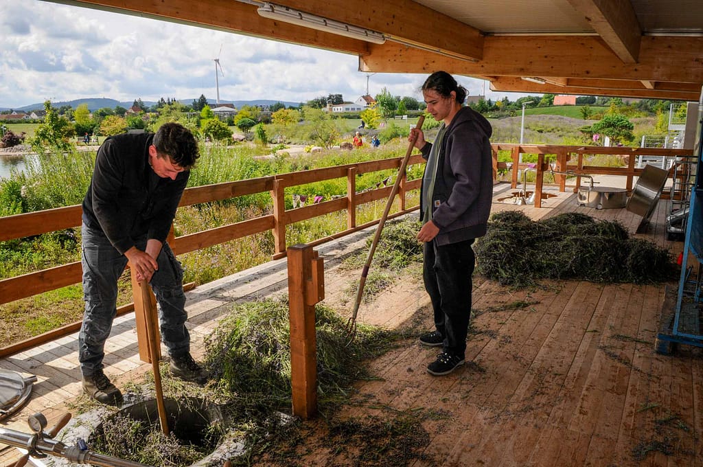 Lavendel zur Gewinnung ätherischer Öle – „Petite Provence“ im Lipper Land. Seit mehr als zehn Jahren baut das Lipper Unternehmen „taoasis“ um Unternehmensgründer Axel Meyer diese Pflanze hier an. Foto: Oliver Abraham