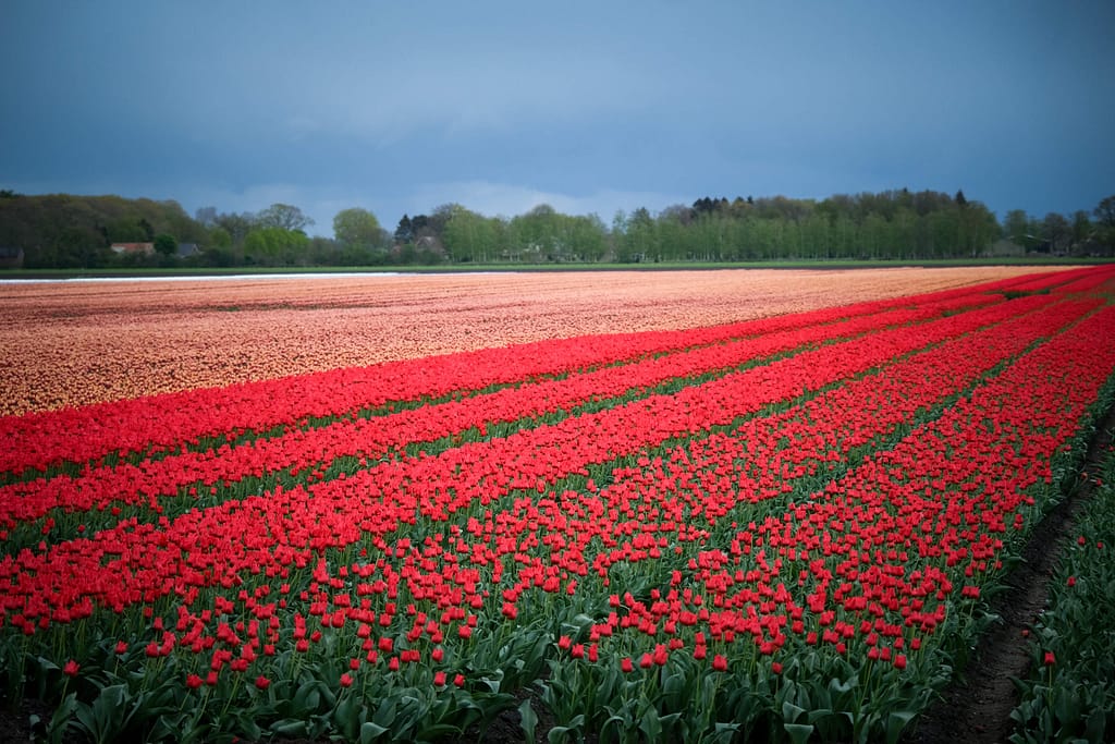 In der Provinz Drenthe, eine von van Goghs Lieblingslandschaften. Foto: Mario Vedder