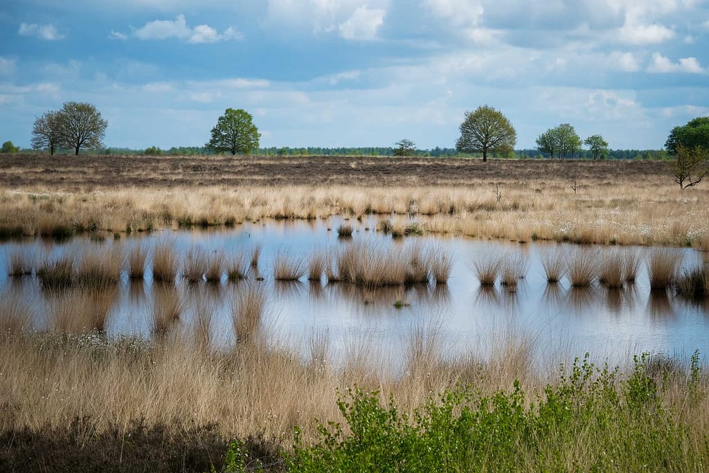 Auf den Spuren des niederländischen Malers Vincent van Gogh in der Provinz Drenthe. Foto: Mario Vedder