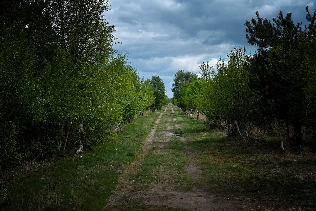 Wege ins Moor in Drenthe. Foto: Mario Vedder