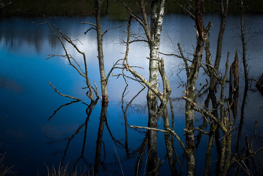 Birken im Kampf gegen Wasser und die Gewalten des Moores. Foto: Mario Vedder