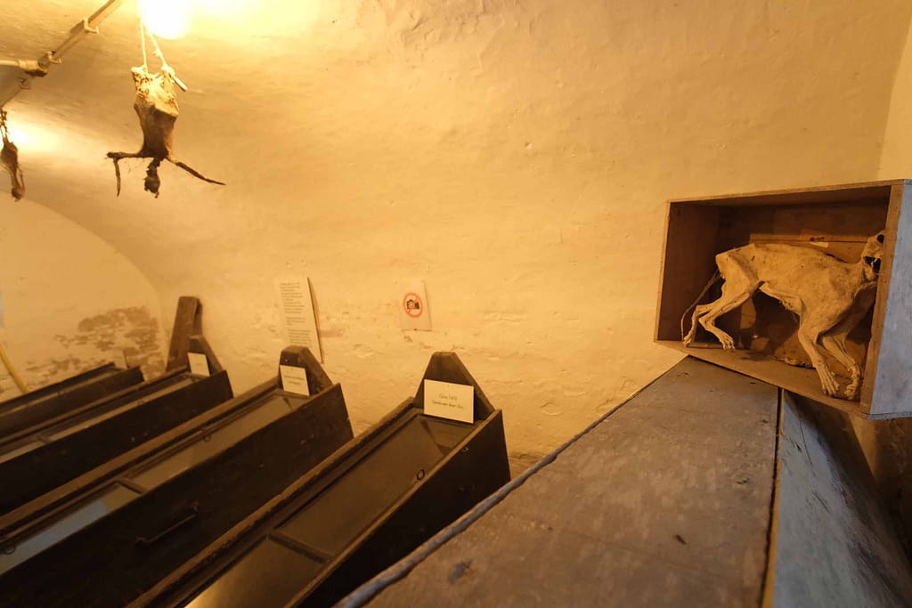 Fünf Särge lagern im Mumienkeller der Kirche Sankt Nicolaas in der niederländischen Provinz Friesland, vier Mumien sind offen zu sehen. Foto: Mario Vedder