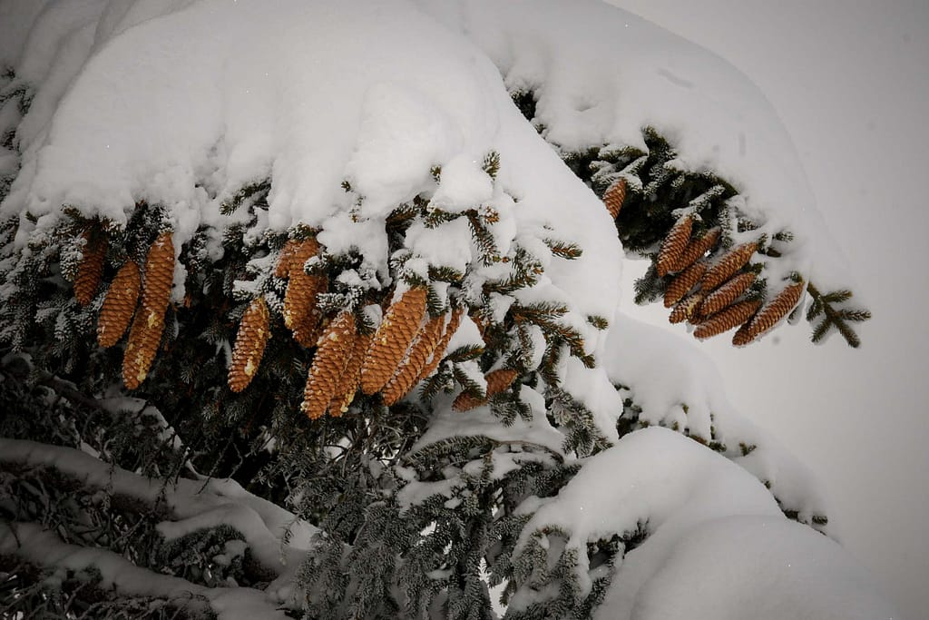 Schneebedeckte Tannenzapfen. Foto: Oliver Abraham