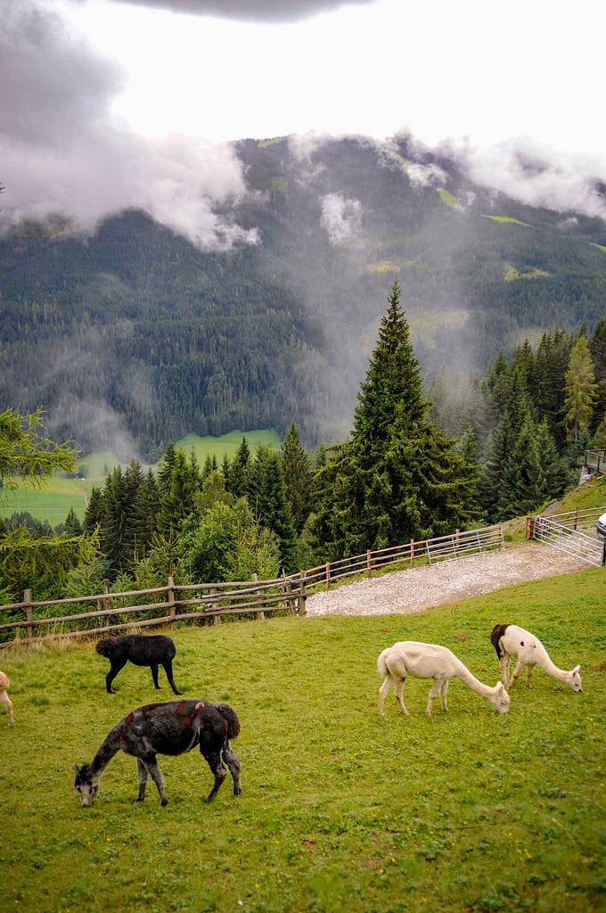 Alpakas auf der Alpaka-Alm Kitzsteingut. Foto: Oliver Abraham
