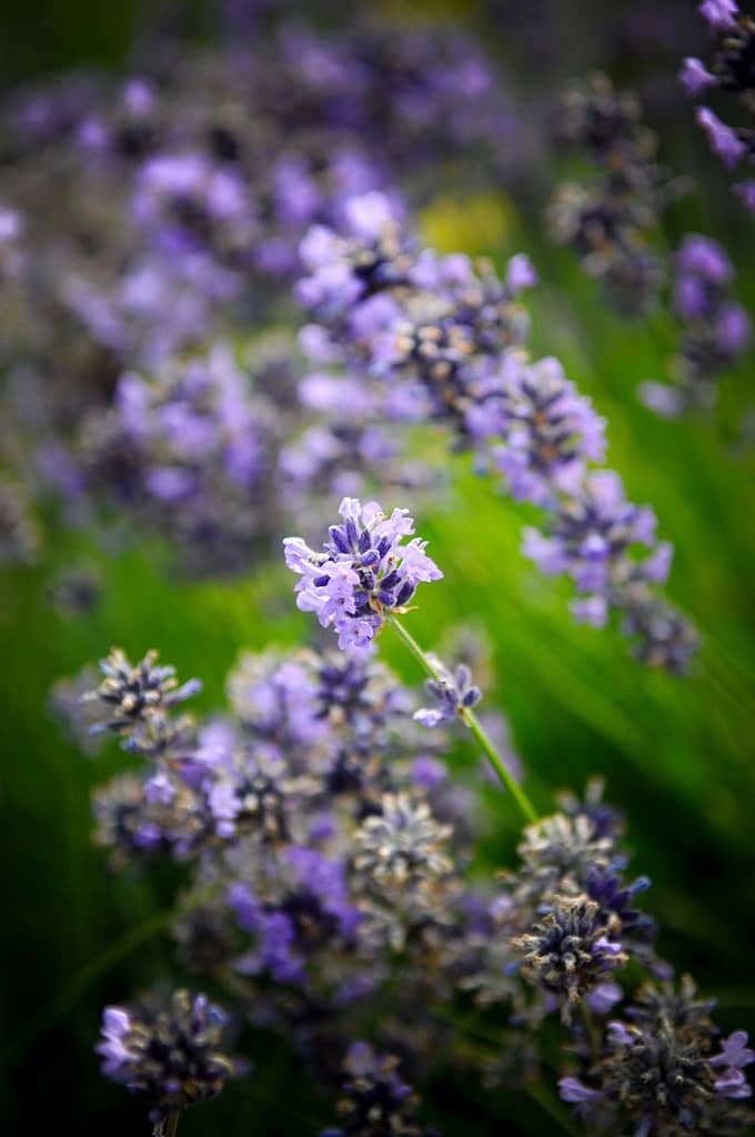 Der Duft nach sinnlich Betörendem - Lavendel. Fotos: Oliver Abraham