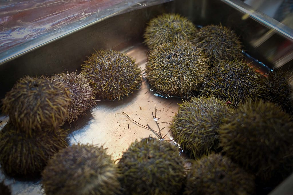 Seeigel im Lebensmittelgeschäft Shochiku. Foto: Mario Vedder