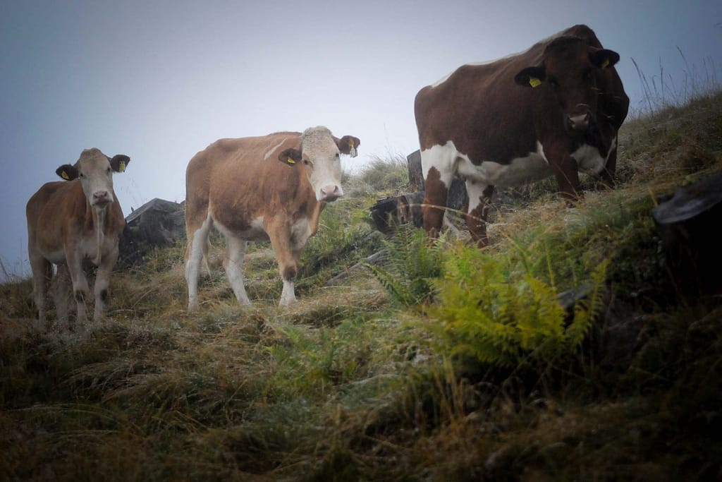 Die Moosalm in Werfenweng liegt auf gut 1600 Metern Höhe, Rinder tauchen im Nebel auf. Foto: Oliver Abraham