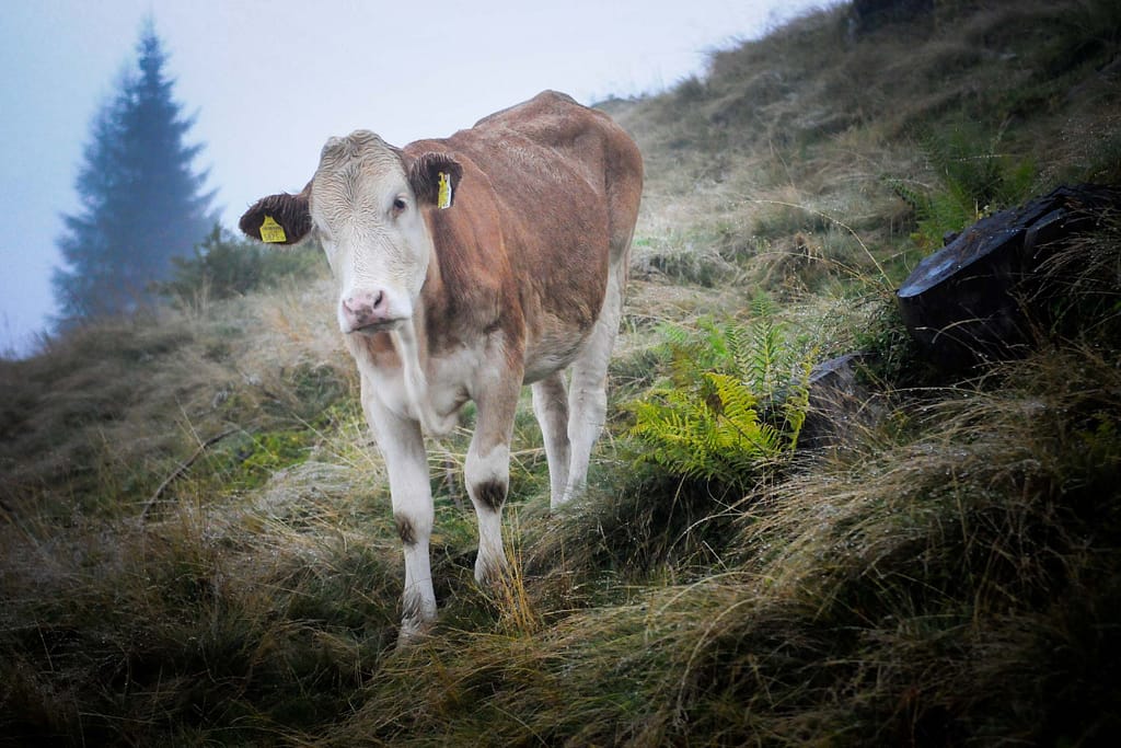 Authentisches Almleben im Salzburger Land. Foto: Oliver Abraham