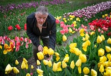 Mehr als 2650 Tulpensorten und -spezies gibt es im Hortus Bulborum im Ort Limmen (Gemeinde Castricum), nördlich von Amsterdam. Foto: Mario Vedder