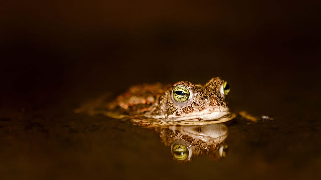 Borkum: Wo die Nacht zum leuchtenden Erlebnis wird – Sterne, Meer und die Magie der Dunkelheit 8 Borkum: Wo die Nacht zum leuchtenden Erlebnis wird – Sterne, Meer und die Magie der Dunkelheit – Travelling Journal