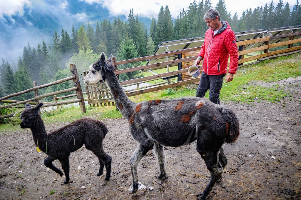 30 kleine Kamele auf der Alm: Alpaka Wanderungen sind Balsam für die Seele 2 Bernhard Maurer und seine Alpakas. Foto: Oliver Abraham