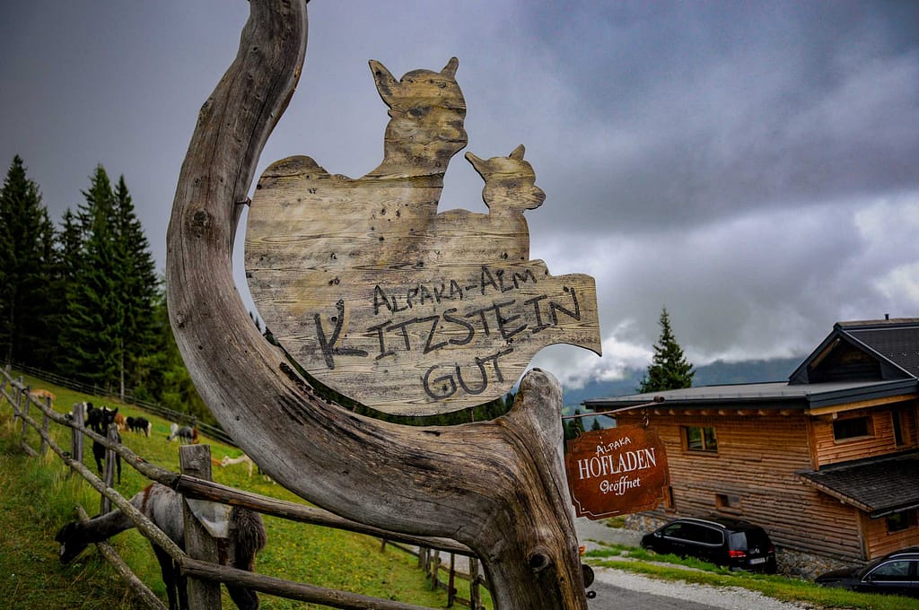 30 kleine Kamele auf der Alm: Alpaka Wanderungen sind Balsam für die Seele 18 Alpakas auf der Alpaka-Alm Kitzsteingut. Foto: Oliver Abraham