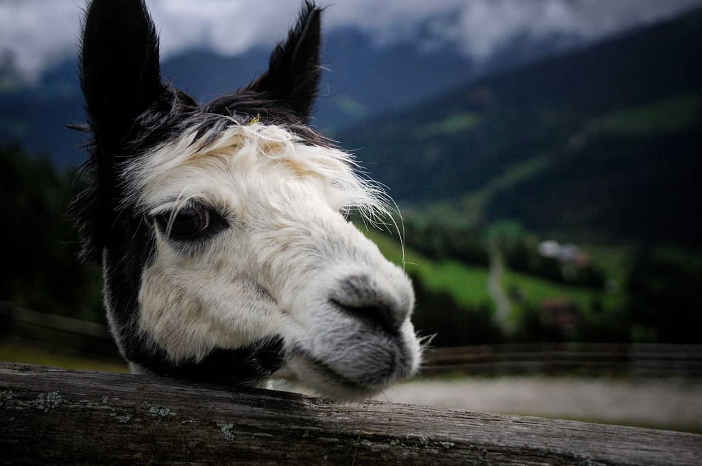 30 kleine Kamele auf der Alm: Alpaka Wanderungen sind Balsam für die Seele 3 Alpakas auf der Alpaka-Alm Kitzsteingut. Foto: Oliver Abraham