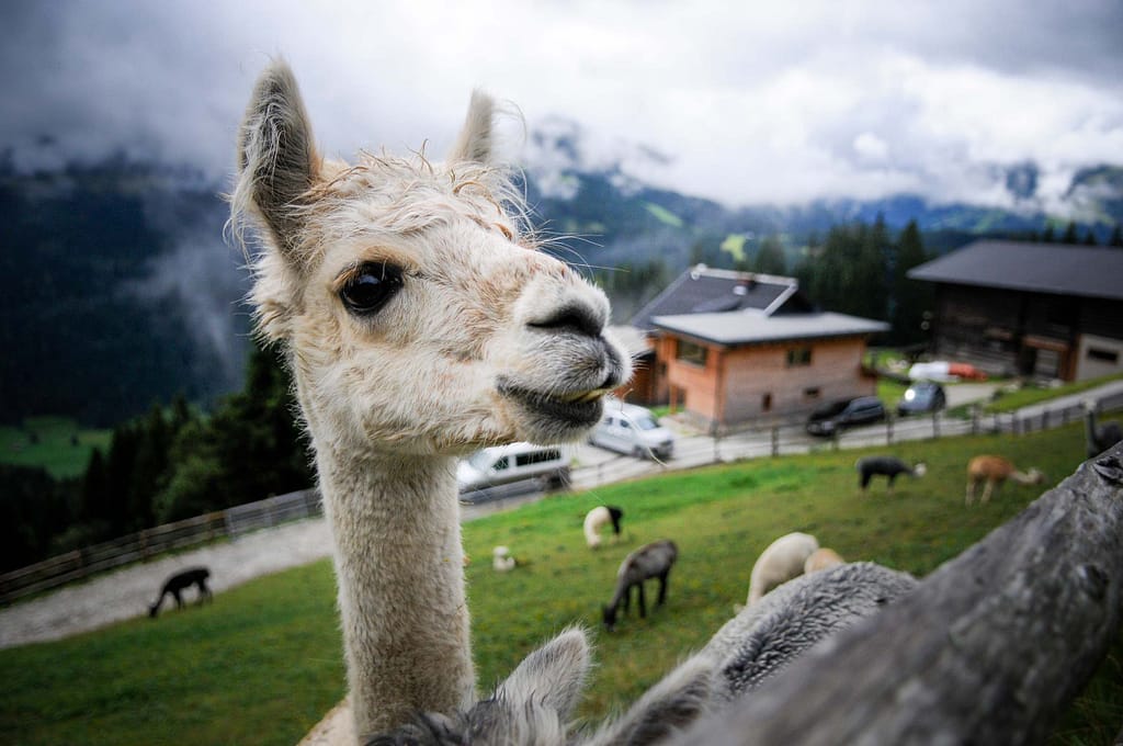 30 kleine Kamele auf der Alm: Alpaka Wanderungen sind Balsam für die Seele 1 Alpakas auf der Alpaka-Alm Kitzsteingut. Foto: Oliver Abraham