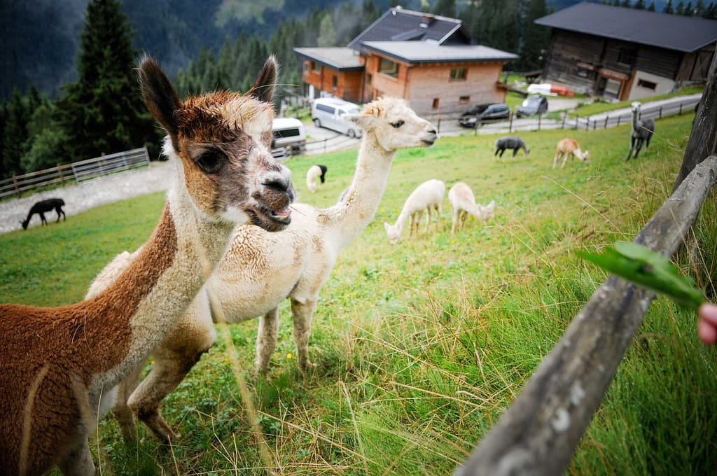 30 kleine Kamele auf der Alm: Alpaka Wanderungen sind Balsam für die Seele 16 Alpakas auf der Alpaka-Alm Kitzsteingut. Foto: Oliver Abraham