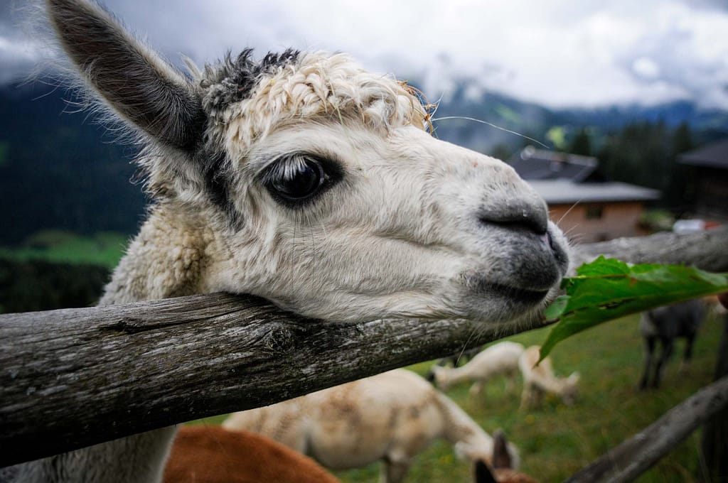 30 kleine Kamele auf der Alm: Alpaka Wanderungen sind Balsam für die Seele 17 Alpakas auf der Alpaka-Alm Kitzsteingut. Foto: Oliver Abraham