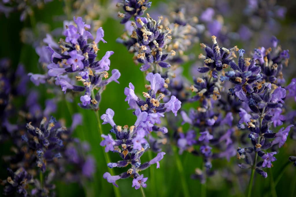 Betörender Lavendel Duft im Lipper Land - Erkundung der "Petite Provence" 19 Betörender Lavendel Duft im Lipper Land - Erkundung der "Petite Provence" – Travelling Journal