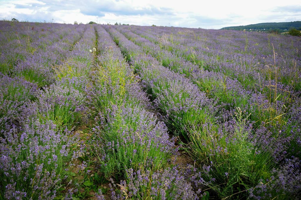 Betörender Lavendel Duft im Lipper Land - Erkundung der "Petite Provence" 1 Lavendel Blüten im Lipper Land. Foto: Oliver Abraham