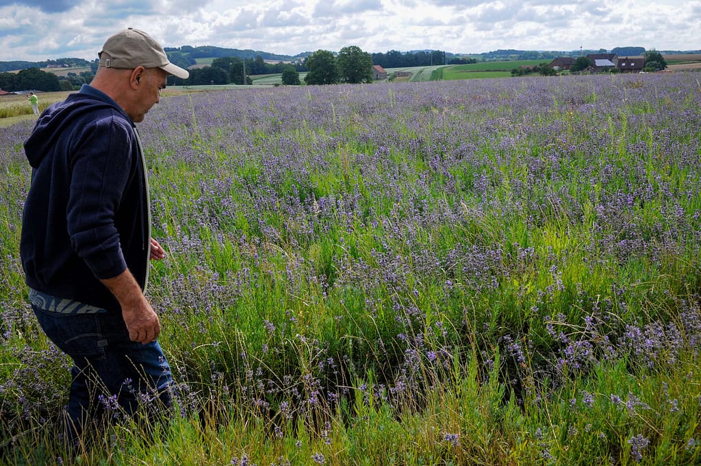 Betörender Lavendel Duft im Lipper Land - Erkundung der "Petite Provence" 4 Petite Provence im Lipper Land dank Lavendel. Foto: Oliver Abraham