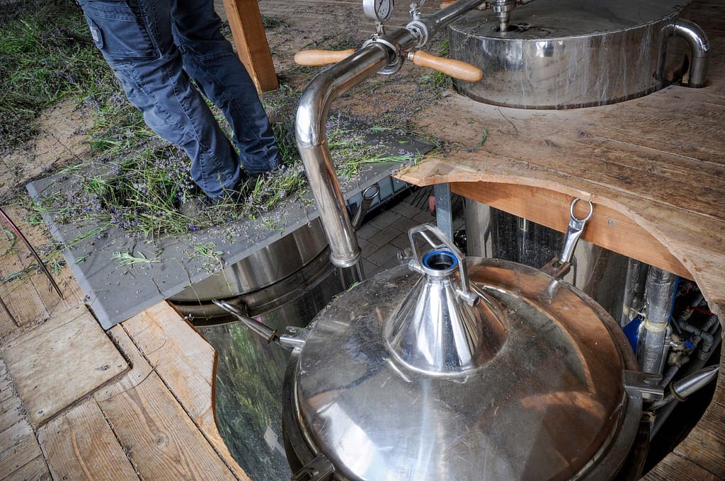 Betörender Lavendel Duft im Lipper Land - Erkundung der "Petite Provence" 11 Lavendel zur Gewinnung ätherischer Öle – „Petite Provence“ im Lipper Land. Seit mehr als zehn Jahren baut das Lipper Unternehmen „taoasis“ um Unternehmensgründer Axel Meyer diese Pflanze hier an. Foto: Oliver Abraham