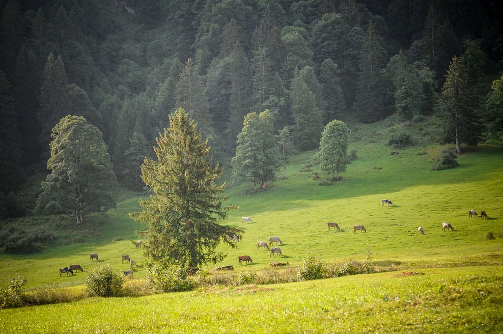 1 x Genuss pur bitte: Radtour zu Natur, Käse und Alm-Leben in den Alpen 17 Bergidylle in der Region Bregenzerwald. Foto: Oliver Abraham