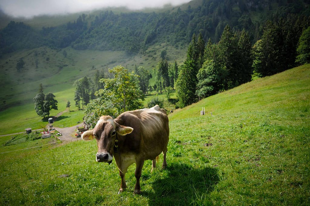 1 x Genuss pur bitte: Radtour zu Natur, Käse und Alm-Leben in den Alpen 19 Um vier Uhr in der Früh werden die Kühe rausgelassen. Foto: Oliver Abraham