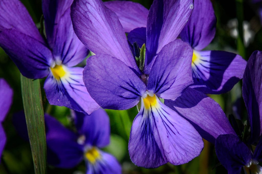Das Westfälische Galmeiveilchen – Die seltenste Pflanze der Welt wächst in Deutschland 1 Westfälisches Galmeiveilchen Viola guestphalica in den Bleikuhlen