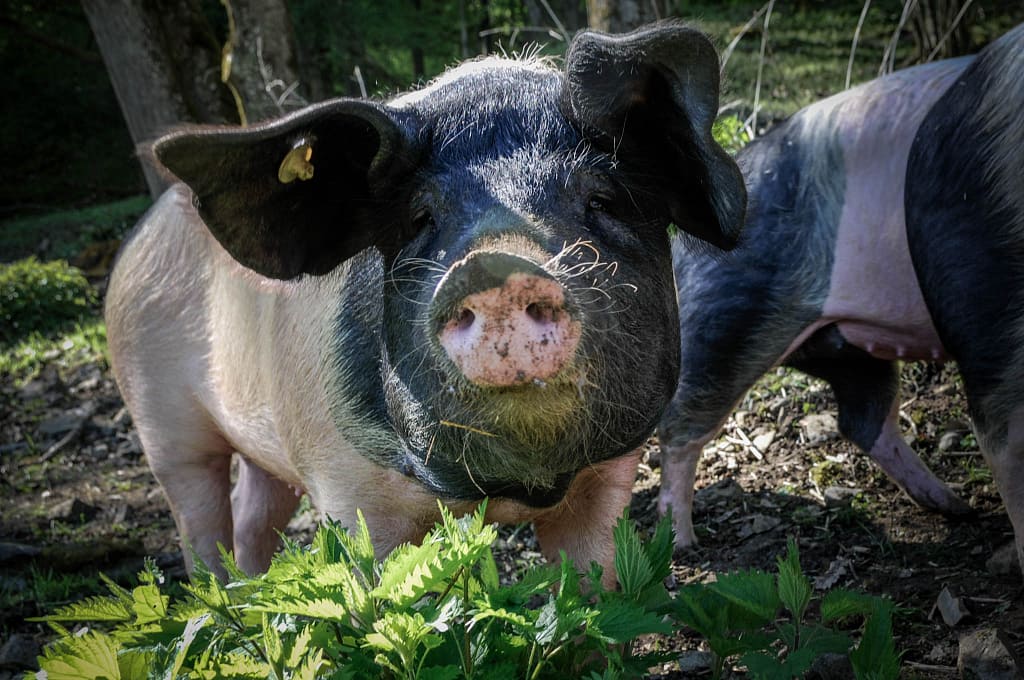 REGION HOHENLOHE: LANDWIRTSCHAFTLICHE TRADITION TRIFFT AUF EINE PRISE EXOTIK 2 Schwäbisch-Hällische Landschweine in Freilandhaltung auf Weide im Bühlertal