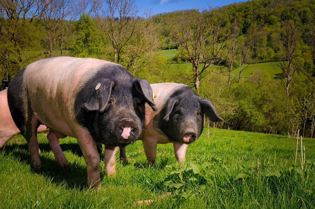 REGION HOHENLOHE: LANDWIRTSCHAFTLICHE TRADITION TRIFFT AUF EINE PRISE EXOTIK 4 Das Schwäbisch-Hällische Landschwein in Freilandhaltung auf Weide im Bühlertal