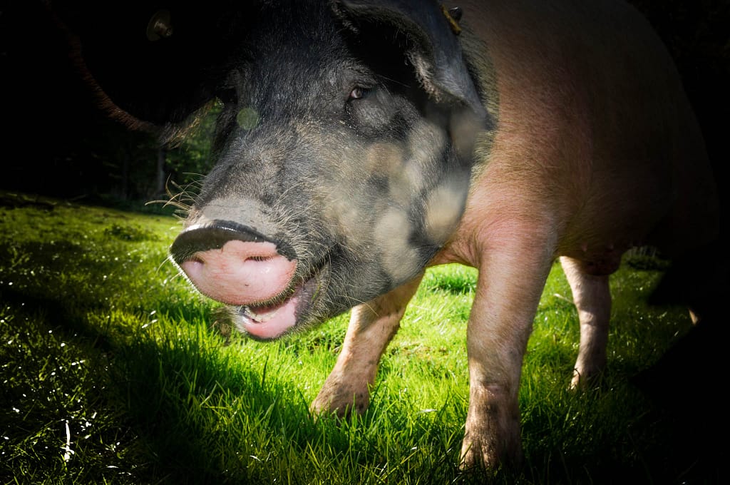 REGION HOHENLOHE: LANDWIRTSCHAFTLICHE TRADITION TRIFFT AUF EINE PRISE EXOTIK 5 Das Schwäbisch-Hällische Landschwein. Foto: Oliver Abraham