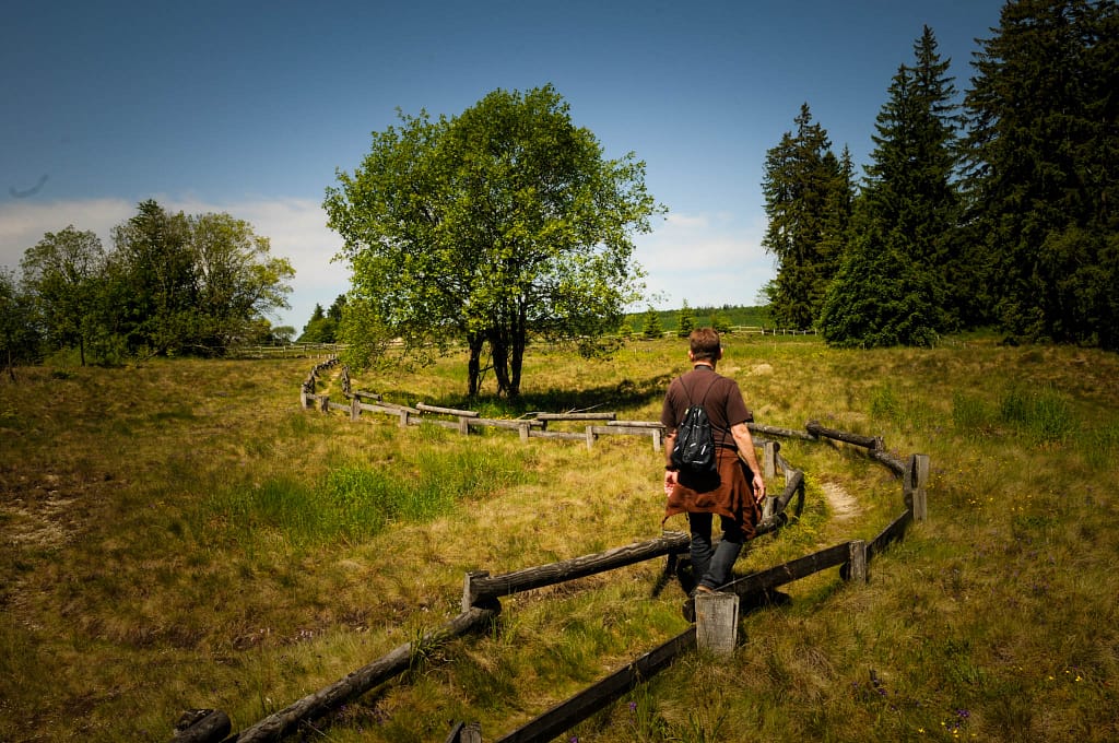 Das Westfälische Galmeiveilchen – Die seltenste Pflanze der Welt wächst in Deutschland 3 Westfälisches Galmeiveilchen Viola guestphalica in den Bleikuhlen