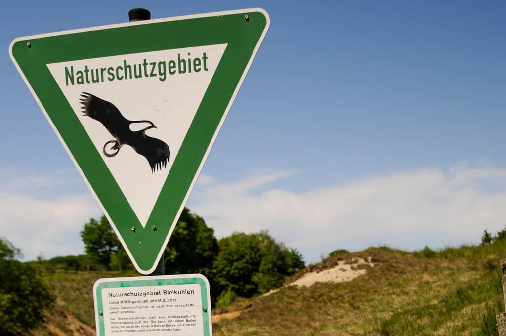 Das Westfälische Galmeiveilchen – Die seltenste Pflanze der Welt wächst in Deutschland 2 Westfälisches Galmeiveilchen Viola guestphalica in den Bleikuhlen