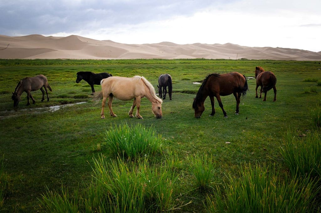 Dschingis Khan Ausstellung Berlin 2026: Mongolisches Reich in der James-Simon-Galerie 8 Mongolei. Foto: Oliver Abraham