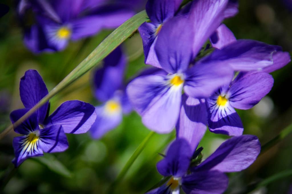 Das Westfälische Galmeiveilchen – Die seltenste Pflanze der Welt wächst in Deutschland 5 Westfälisches Galmeiveilchen Viola guestphalica in den Bleikuhlen
