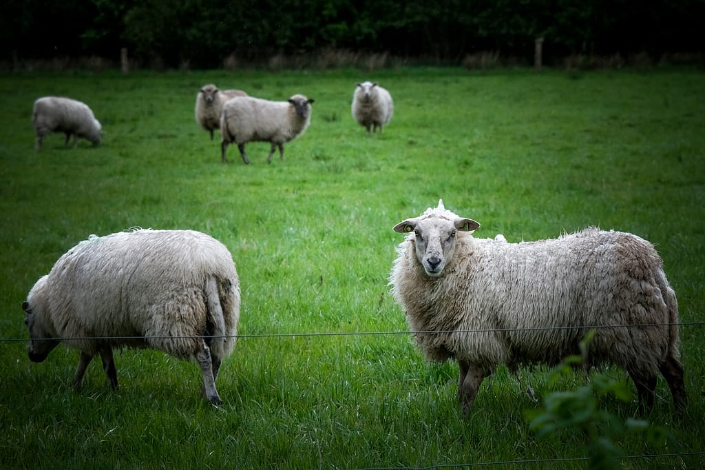 Van Gogh und Drenthe - Geheimnisse aus einer ursprünglichen Welt 34 Schafe an den Grenzen zwischen Land und Wasser. Foto: Mario Vedder