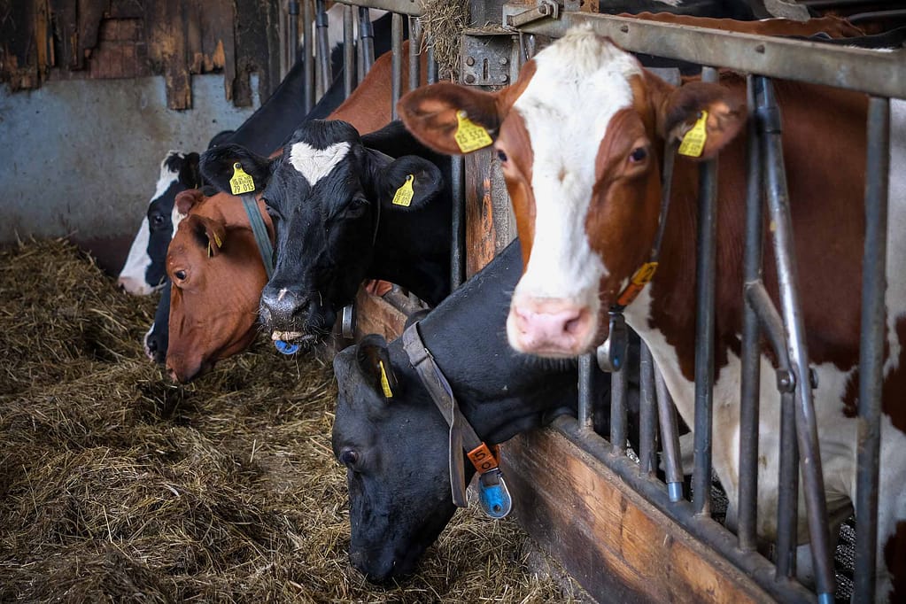 Glück auf! Im Sauerland reift Käse auch in den Stollen der Unterwelt 7 Glück auf! Im Sauerland reift Käse auch in den Stollen der Unterwelt – Travelling Journal