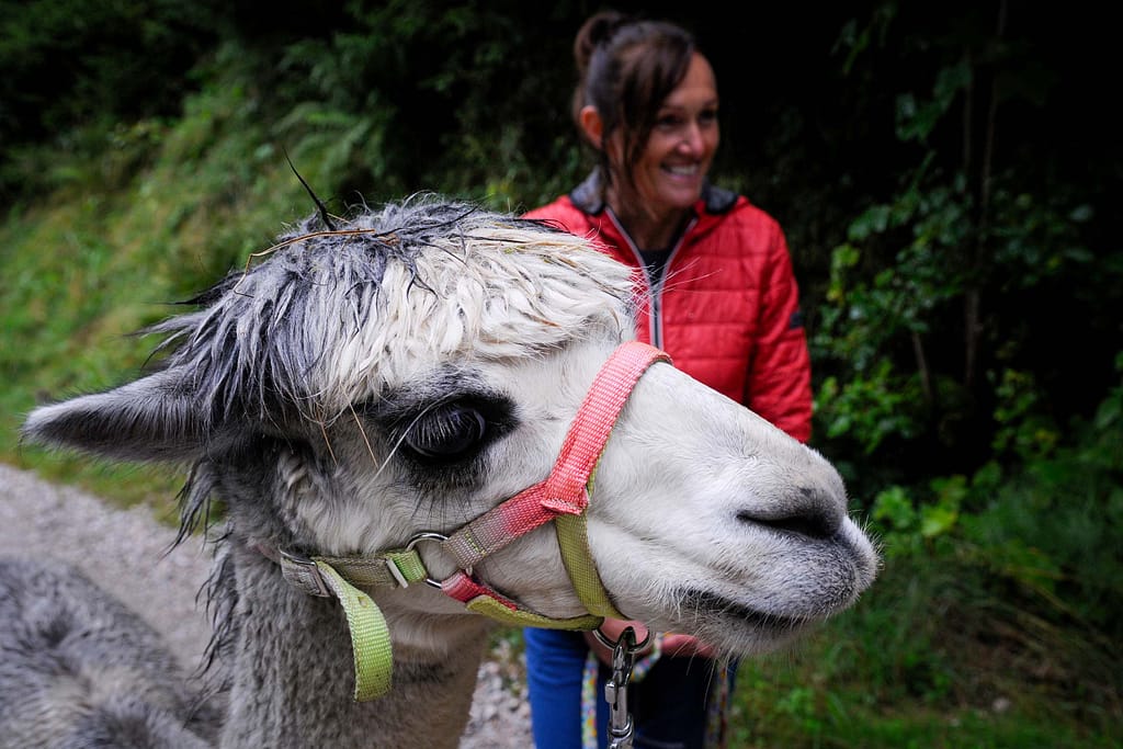 30 kleine Kamele auf der Alm: Alpaka Wanderungen sind Balsam für die Seele 15 Ingrid Püls (55) mit einem Alpaka. Foto: Oliver Abraham