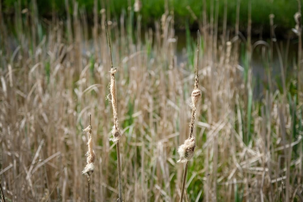 Van Gogh und Drenthe - Geheimnisse aus einer ursprünglichen Welt 31 Van Gogh und Drenthe - Geheimnisse aus einer ursprünglichen Welt – Travelling Journal