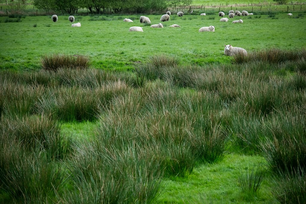 Van Gogh und Drenthe - Geheimnisse aus einer ursprünglichen Welt 32 Van Gogh und Drenthe - Geheimnisse aus einer ursprünglichen Welt – Travelling Journal