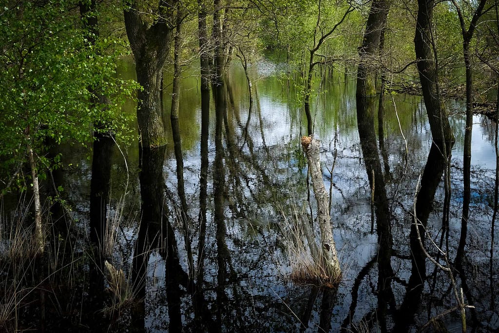 Vincent van Gogh: seine Faszination für Moore und die Ur-Landschaft in Drenthe 5 Anders, ursprünglich und im Umbruch. Foto: Mario Vedder